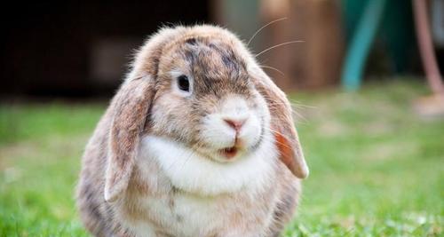 垂耳兔饲养全指南（从养兔基础到饲养技巧，教你如何打造幸福的兔子生活）