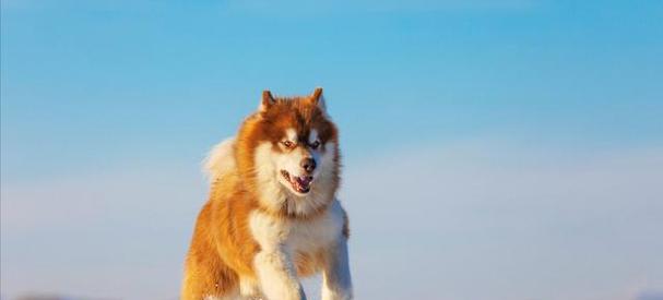 如何饲养健康快乐的阿拉斯加雪橇犬（以宠物为主，健康饮食和适当锻炼是关键）