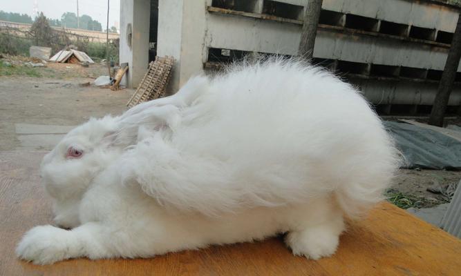 安哥拉兔的饲养全指南（打造温馨宠物家园，让兔宝宝健康成长）
