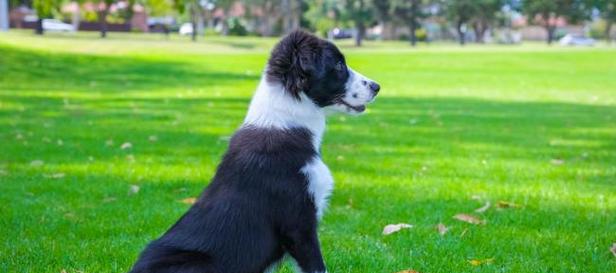 边境牧羊犬的饲养全指南（以宠物为主，关注健康与幸福）