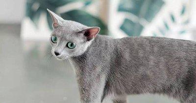 俄罗斯蓝猫饲养指南（了解如何照顾你的俄罗斯蓝猫，让它健康快乐成长）