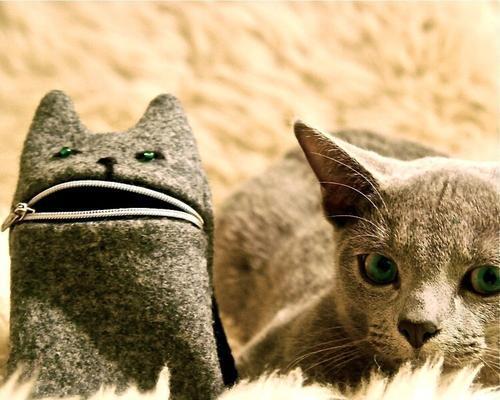 俄罗斯蓝猫饲养指南（了解如何照顾你的俄罗斯蓝猫，让它健康快乐成长）