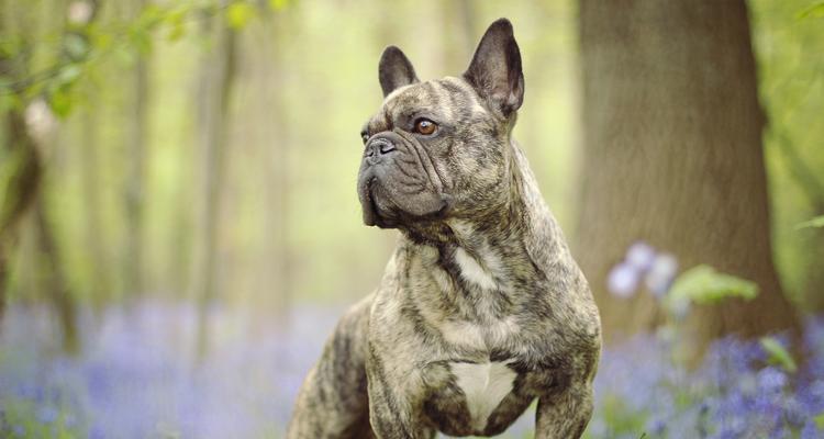 法国斗牛犬饲养指南（以宠物为主的完整饲养建议，让你轻松养一只健康快乐的法国斗牛犬）