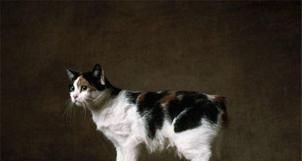波米拉猫的饲养全指南（从喂养到照顾，打造最温馨的宠物家庭）
