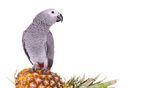 非洲灰鹦鹉的饲养方法（了解这些关键点，让你成为优秀的宠物鸟父母）