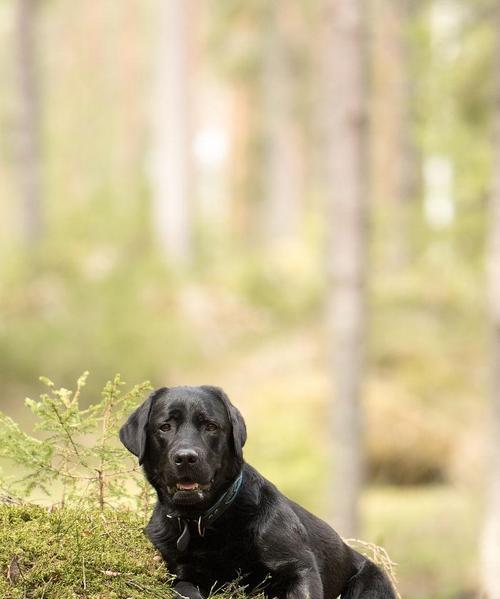 以芬兰猎犬为宠物的饲养方法（了解芬兰猎犬的特点，让它健康快乐成长）