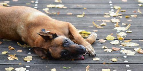 比利时玛利诺犬的饲养指南（如何照顾一只健康快乐的比利时玛利诺犬）
