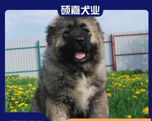 高加索犬的饲养方法（打造忠诚守护者的养犬秘诀）