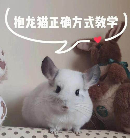 纯黑龙猫的饲养指南（打造健康快乐的宠物生活）