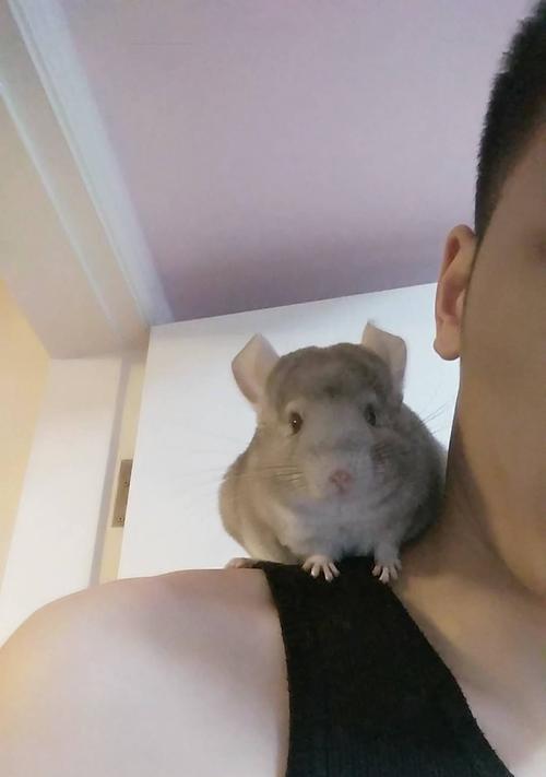 纯黑龙猫的饲养指南（打造健康快乐的宠物生活）
