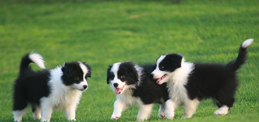 如何正确饲养安娜图牧羊犬（全面了解安娜图牧羊犬的饲养方法，让你的宠物健康快乐）