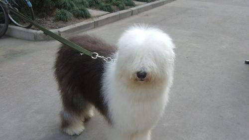如何正确饲养安娜图牧羊犬（全面了解安娜图牧羊犬的饲养方法，让你的宠物健康快乐）