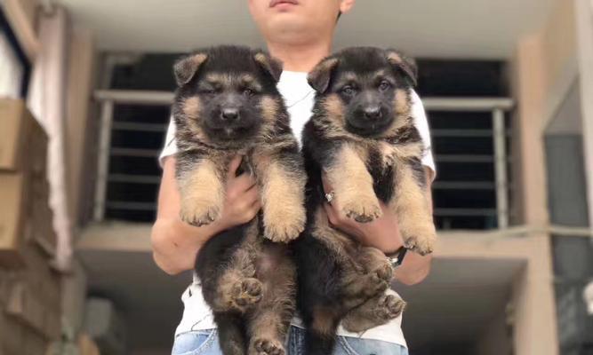 如何正确饲养安娜图牧羊犬（全面了解安娜图牧羊犬的饲养方法，让你的宠物健康快乐）