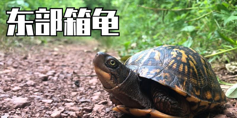 如何正确饲养东部箱龟（宠物龟的常见错误及正确养护方法）