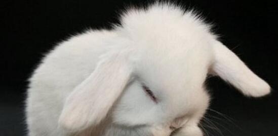 垂耳兔的饲养方法（打造健康快乐的宠物生活）