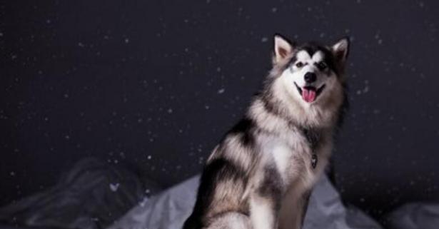如何饲养健康快乐的阿拉斯加雪橇犬（以宠物为主，探讨最佳饲养方式）