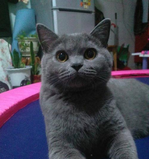 俄罗斯蓝猫的饲养方法（宠物爱好者必看，让您的俄罗斯蓝猫健康成长）