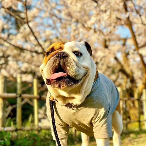 法国斗牛犬的饲养方法（养一只快乐、健康的法国斗牛犬）
