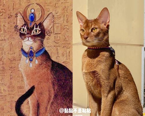 埃及猫的饲养方法详解（以宠物为主，让你的埃及猫健康成长）