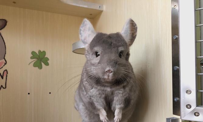 白色龙猫的饲养秘籍（从食物、环境到健康，全面解析白色龙猫的养护）