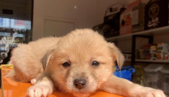 中华田园犬的饲养全指南（培养忠诚、健康的最佳方式）