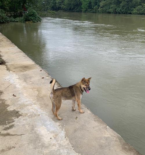 中华田园犬的饲养全指南（培养忠诚、健康的最佳方式）