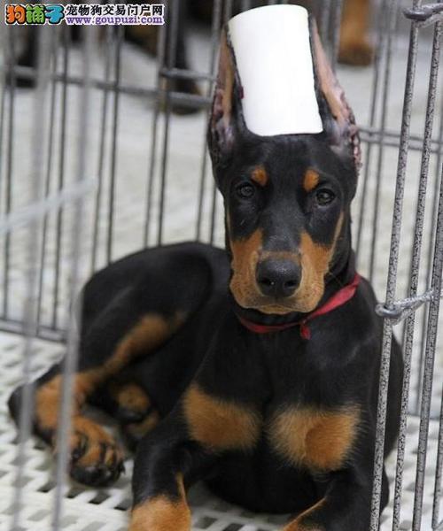 如何饲养迷你杜宾犬？（一步步教你打造忠诚聪明的迷你杜宾犬家庭宠物）