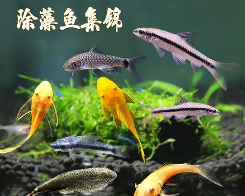打造幸福小家庭以小精灵鱼为伴（宠物小精灵鱼的饲养方法大全，让你的小家庭更幸福）