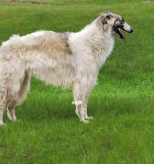 养猎狼犬，守护你的家园（以苏俄猎狼犬的饲养方法为例，打造健康聪明的宠物）