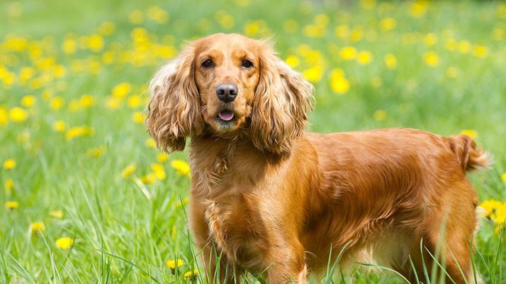 如何养护你的可卡犬（以美国可卡犬的饲养方法为主题的详细指南）