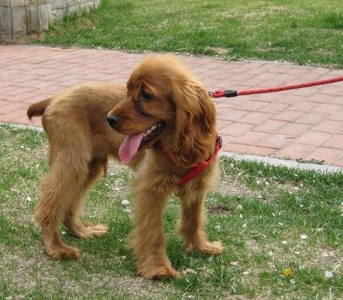 如何养护你的可卡犬（以美国可卡犬的饲养方法为主题的详细指南）