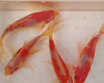 红白草金鱼的饲养技巧（让你的宠物金鱼生活更健康、更美丽）