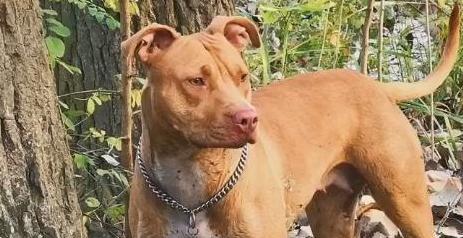 如何科学饲养你的惠比特犬（从喂养、训练到护理，全面了解宠物惠比特犬）