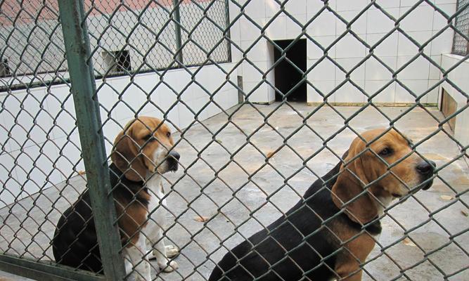 如何正确饲养凯利蓝梗（宠物犬的饲养知识）