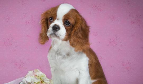 如何正确饲养凯利蓝梗（宠物犬的饲养知识）