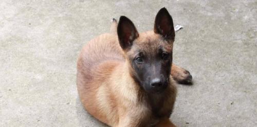 中国马犬的饲养全指南（以宠物为主，打造健康快乐的宠物生活）