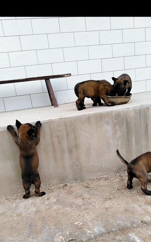 中国马犬的饲养全指南（以宠物为主，打造健康快乐的宠物生活）