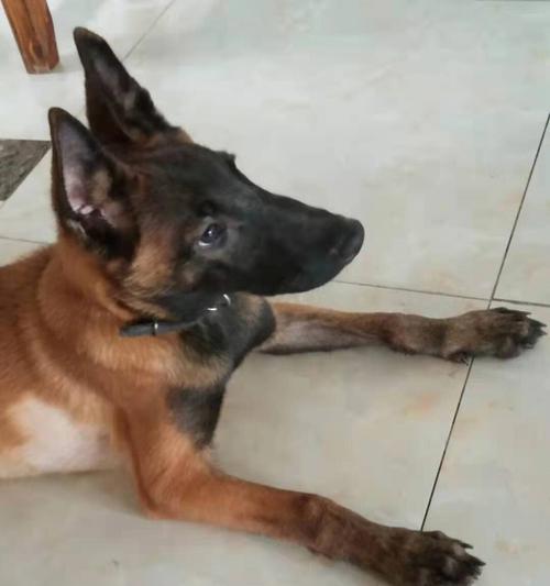 中国马犬的饲养全指南（以宠物为主，打造健康快乐的宠物生活）