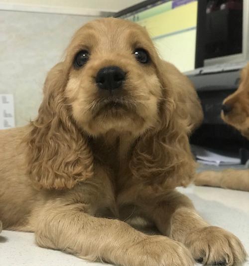 如何饲养可卡犬（以宠物为主，建立良好的饲养习惯）