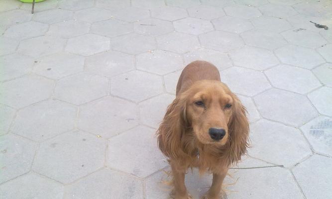 如何饲养可卡犬（以宠物为主，建立良好的饲养习惯）
