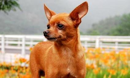 小鹿犬饲养指南（全面解析小鹿犬的喂养、训练、护理等问题）
