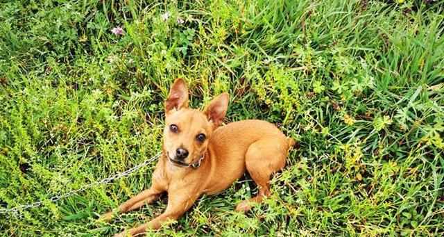 小鹿犬饲养指南（全面解析小鹿犬的喂养、训练、护理等问题）