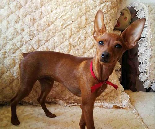 小鹿犬饲养指南（全面解析小鹿犬的喂养、训练、护理等问题）