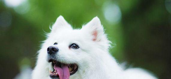 银狐犬的饲养方法（养一只健康、快乐的宠物银狐犬）