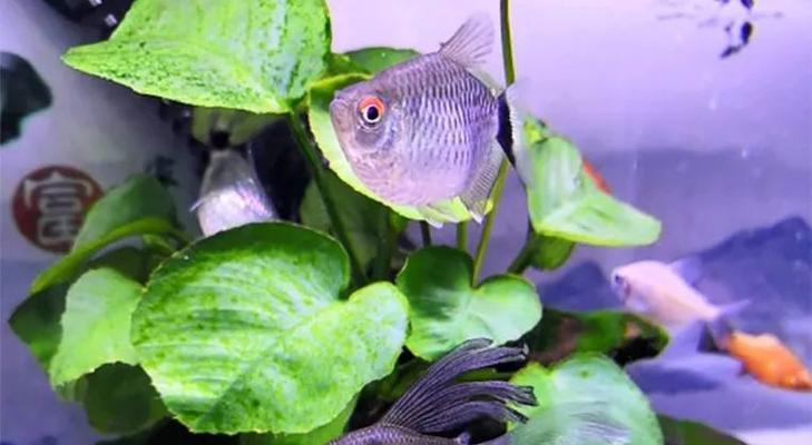银屏灯鱼饲养全攻略（打造温馨宠物家庭，从银屏灯鱼开始）