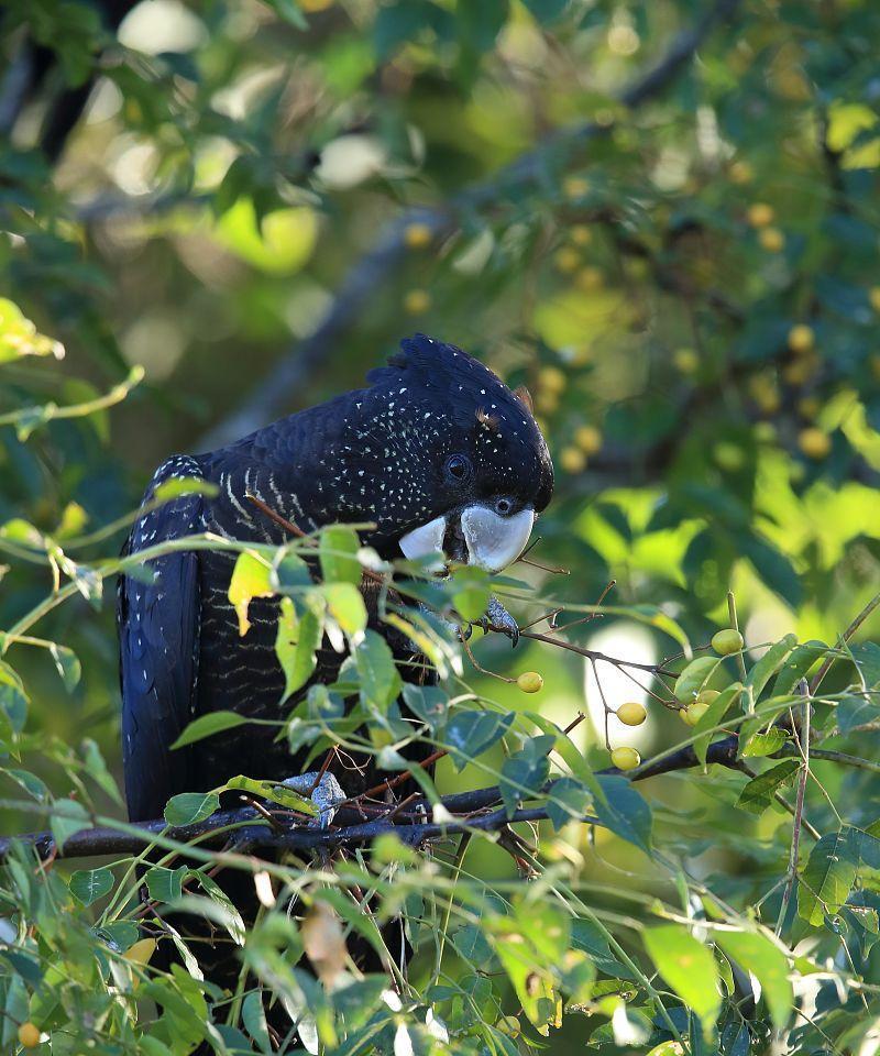 红尾黑凤头鹦鹉的饲养方法（以宠物为主，全面了解如何养护）