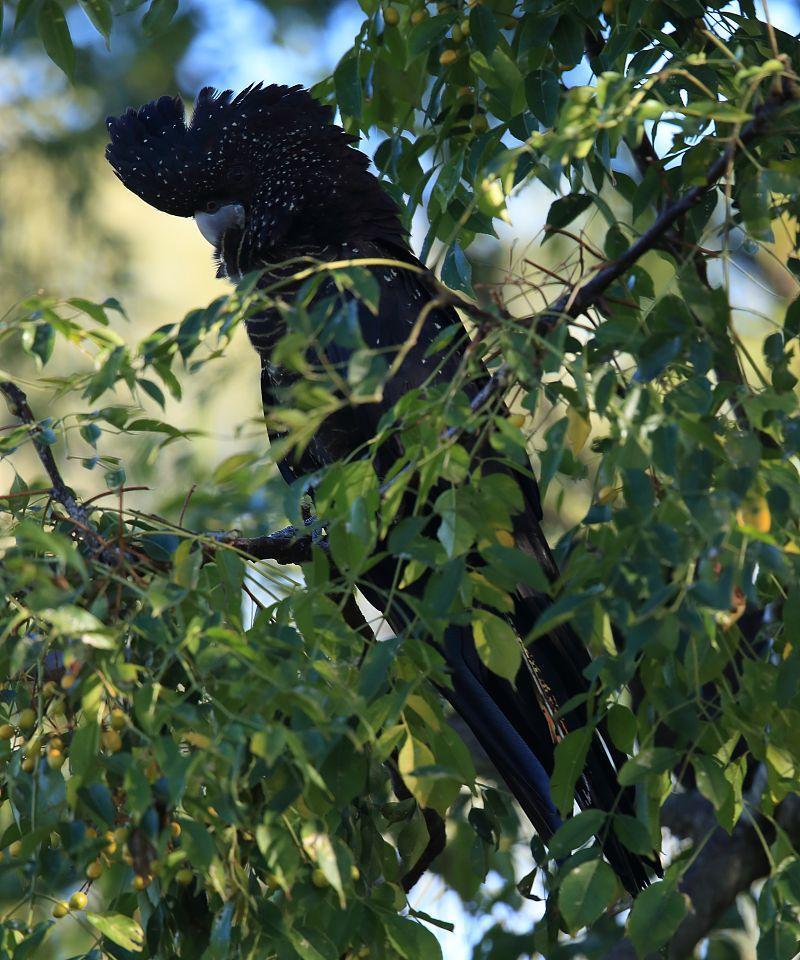 红尾黑凤头鹦鹉的饲养方法（以宠物为主，全面了解如何养护）