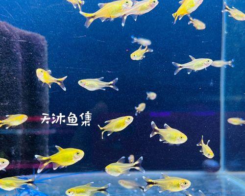 热带鱼饲养全指南（宠物爱好者必看，轻松养好你的热带鱼）