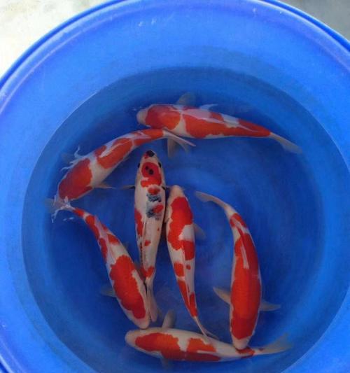 锦鲤鱼的饲养方法（宠物鱼的养殖技巧与注意事项）