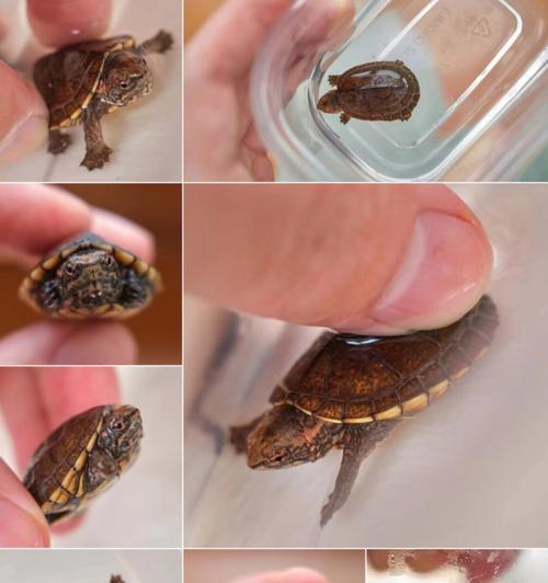 果核泥龟的饲养方法（养护小贴士、饲料搭配、环境要求）